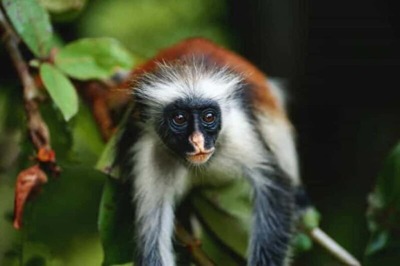Zanzibar: Jozani Forest Monkey Tour and The Rock Restaurant - Exploring Jozani Forest: A Sanctuary of Nature  