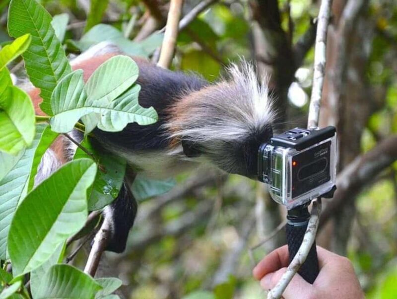 Zanzibar: Jozani Forest Monkey Tour and The Rock Restaurant - Additional Insights and Real Traveler Feedback  
