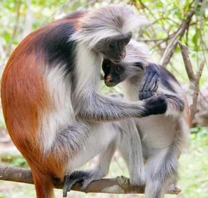 Zanzibar: Jozani Forest Monkey Tour and The Rock Restaurant - FAQ  