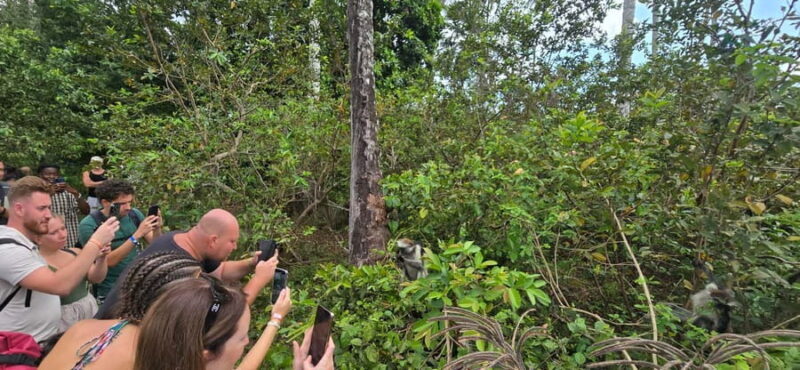 Zanzibar: Jozani Forest National Park Guided Tour - Practical details and tips