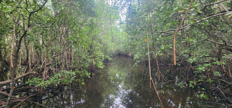Zanzibar: Jozani Forest National Park Guided Tour - The Sum Up