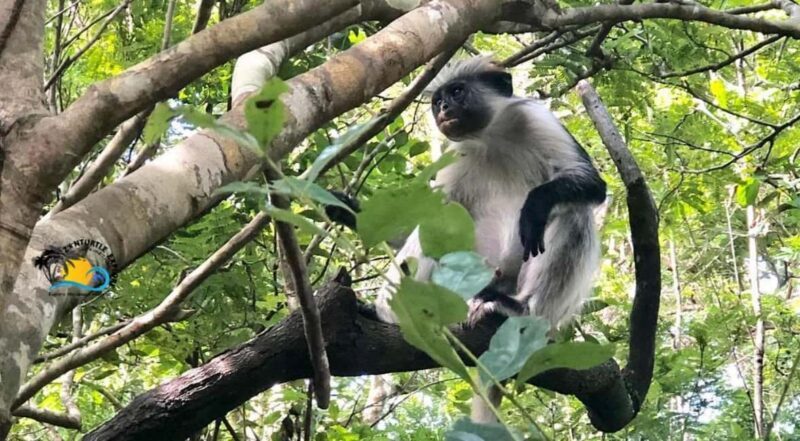 Zanzibar: Jozani Forest National Park Guided Tour - Key Points