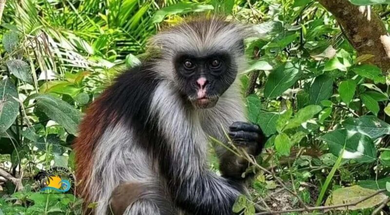 Zanzibar: Jozani Forest National Park Guided Tour - An Authentic Nature Escape in Zanzibar