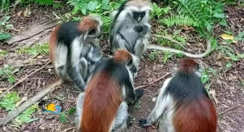 Zanzibar: Jozani Forest National Park Guided Tour - Who Should Consider This Tour