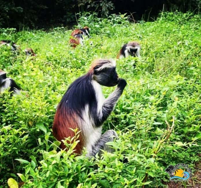 Zanzibar: Jozani Forest National Park Guided Tour - What to Expect from the Tour