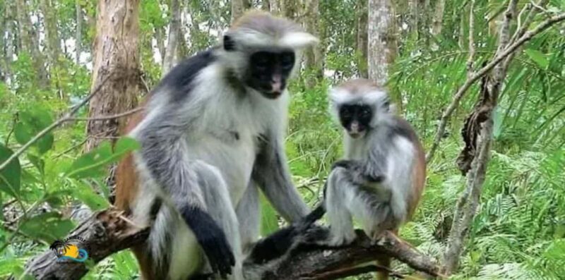 Zanzibar: Jozani Forest National Park Guided Tour - Key Points