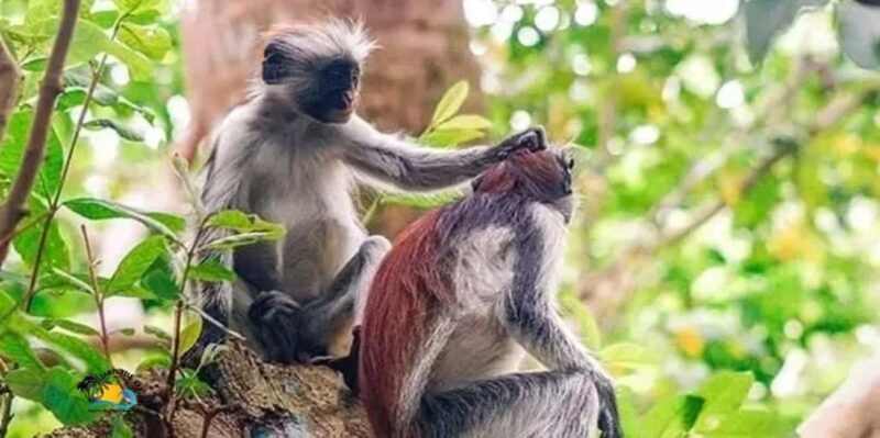 Zanzibar: Jozani Forest National Park Guided Tour - The Biodiversity of Jozani-CHwaka Bay Area