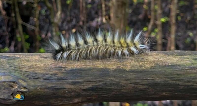 Zanzibar: Jozani Forest National Park Guided Tour - Review Insights and Authentic Experiences