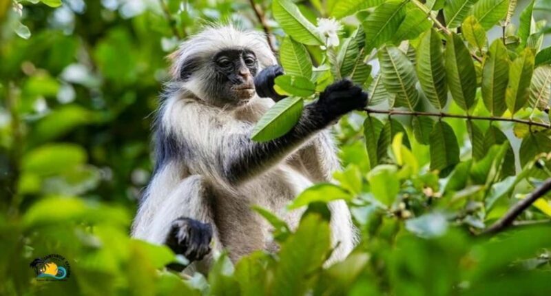 Zanzibar: Jozani Forest National Park Guided Tour - Final Thoughts: Is This Tour Worth It?