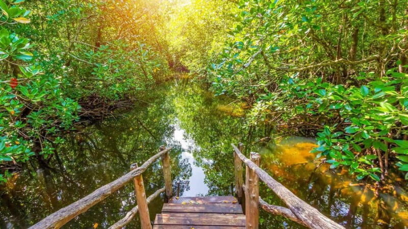 Zanzibar: Jozani Forest, Nature Walk and Wildlife Tour - Key Points