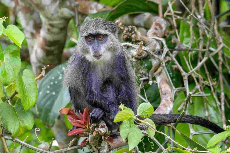 Zanzibar: Jozani Forest, Nature Walk and Wildlife Tour - FAQs