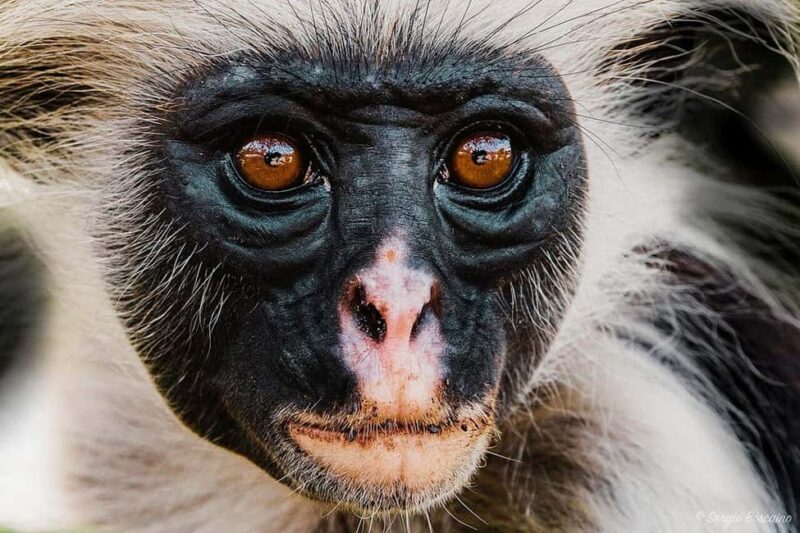 Zanzibar: Jozani Forest, Prison Island & Stone Town Half-day - Authentic Encounters and Local Tips