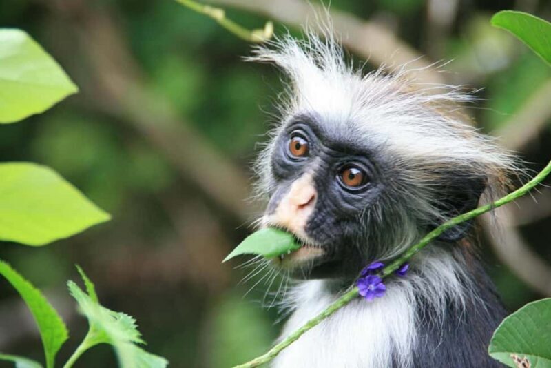 Zanzibar: Jozani Forest, Prison Island & Stone Town Half-day - FAQ