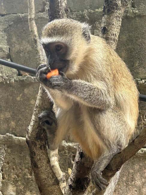 Zanzibar: Jozani Forest, Reptile Park, and Mtende Beach Tour - Exploring Jozani Forest: The Heart of Zanzibar’s Wildlife  