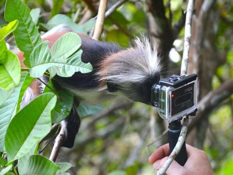 Zanzibar: Jozani forest, Reptile park and Salaam cave tour - Key Points