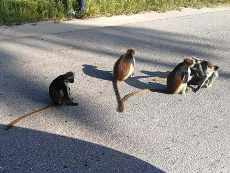 Zanzibar: Jozani forest, Reptile park and Salaam cave tour - Introduction to the Tour Experience