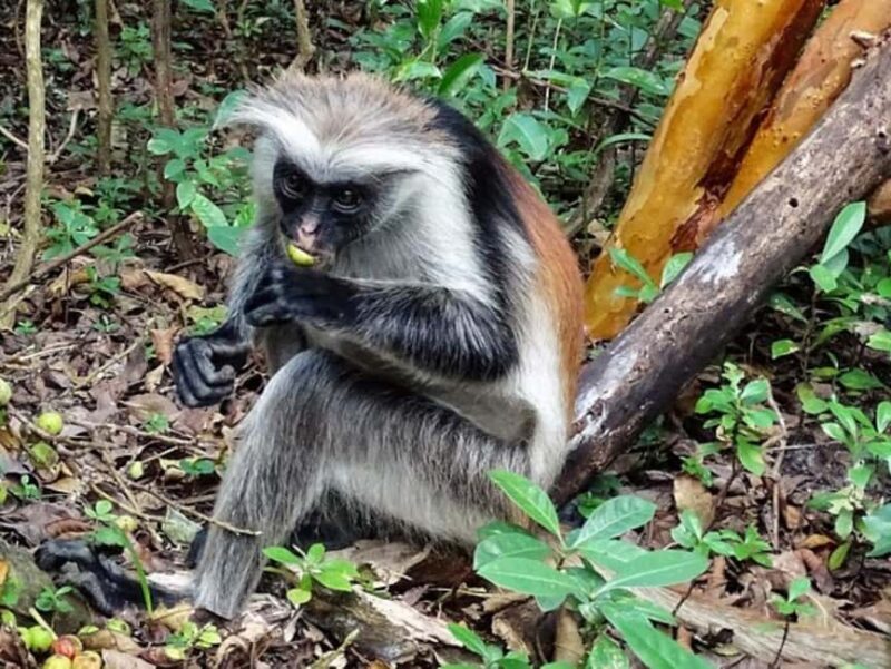 Zanzibar: Jozani forest, Reptile park and Salaam cave tour - Reptile Park: A Close Encounter with Madagascar’s Giants and Local Snakes
