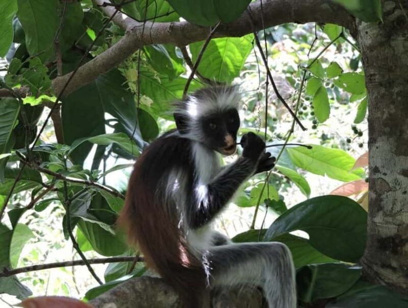 Zanzibar: Jozani forest, Reptile park and Salaam cave tour - Salaam Cave: A Hidden Natural Sanctuary