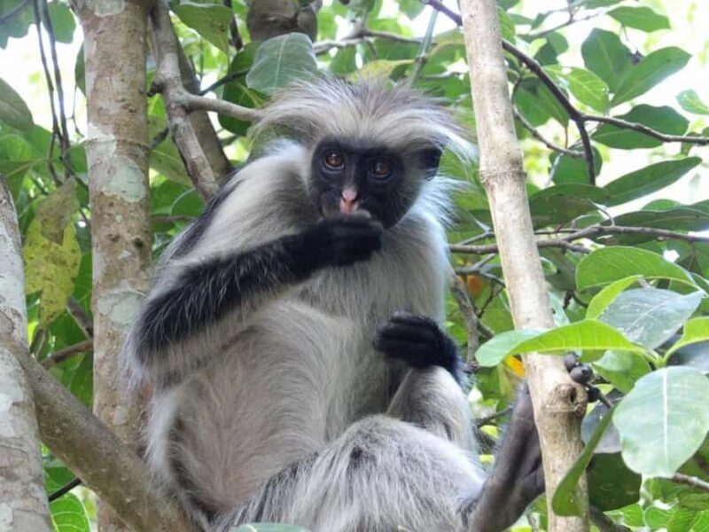 Zanzibar: Jozani forest, Reptile park and Salaam cave tour - Practicalities and Value