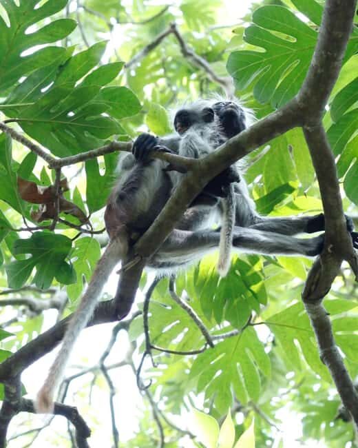 Zanzibar: Jozani Forest + Rock Restaurant - Key Points