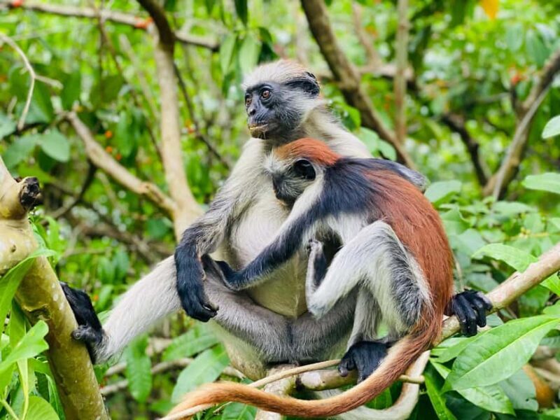 Zanzibar: Jozani Forest + Rock Restaurant - What’s Included and What to Consider