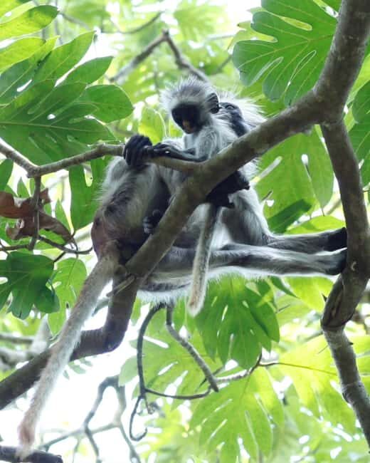 Zanzibar: Jozani Forest + Rock Restaurant - The Sum Up