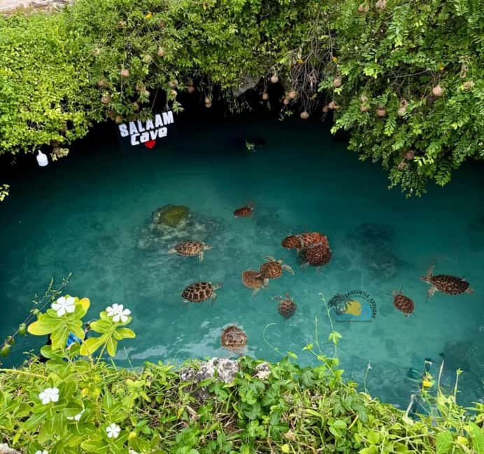Zanzibar: Jozani Forest & Salaam Cave Sea Turtles Swim Tour - Final Thoughts