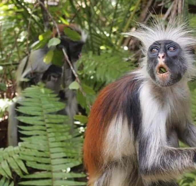 Zanzibar: Jozani Forest, Salaam Cave & The Rock Restaurant, - FAQ