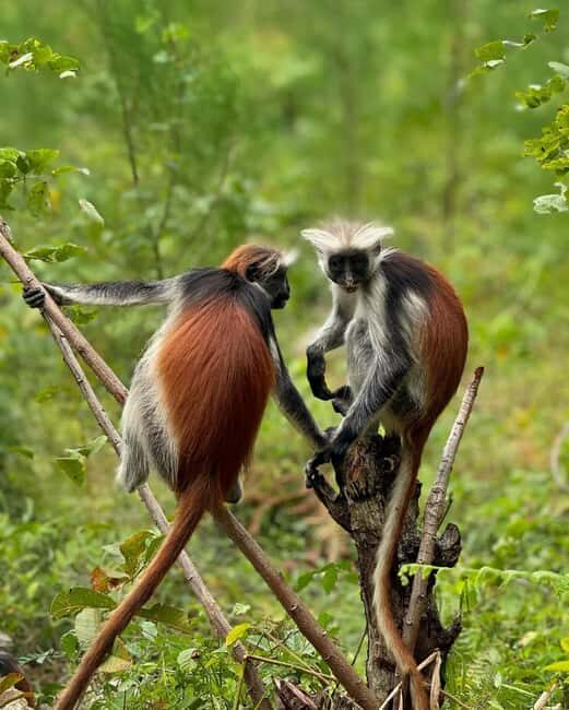 Zanzibar: Jozani Forest, Salaam & Maalum Caves and Sunset - Authentic Experiences From Reviews