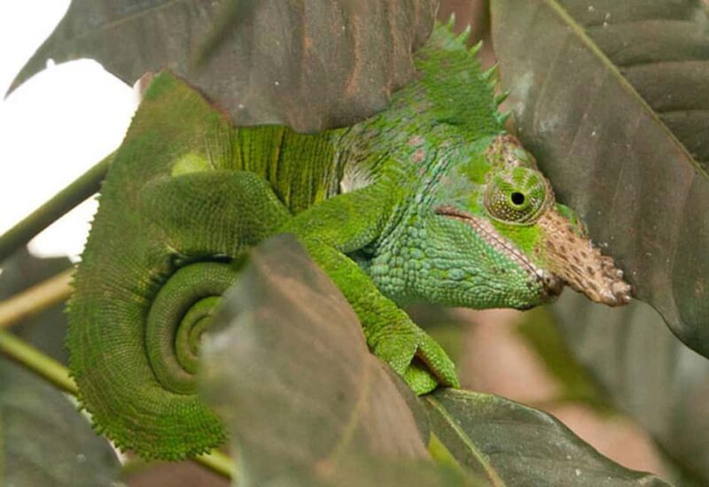 Zanzibar: Jozani Forest, Sea sanctuary tortle & Mtende Beach - FAQ