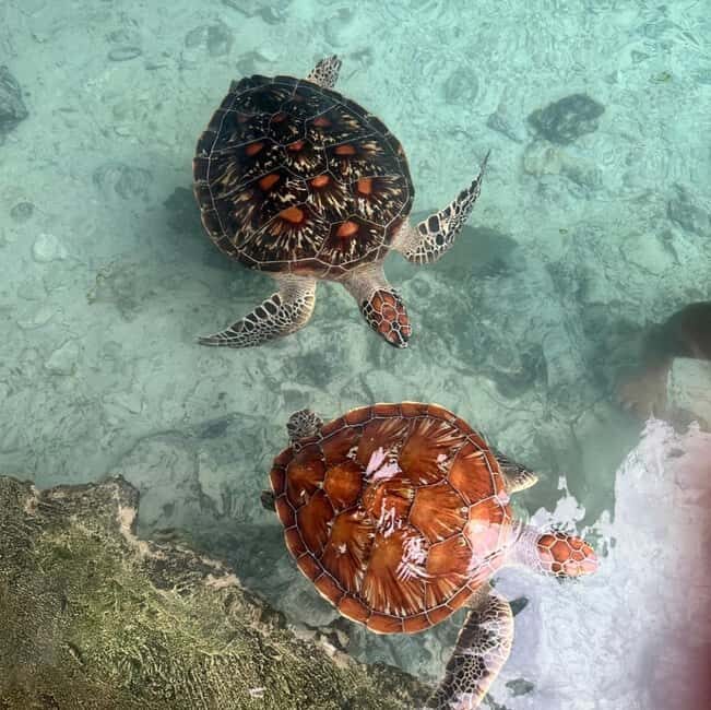 Zanzibar: Jozani Forest, Sea Turtles, and Spice Farm Tour - Exploring Jozani Forest: The Heart of Zanzibar’s Biodiversity