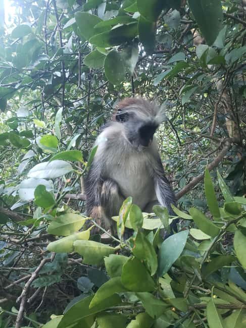 Zanzibar: Jozani forest, Spice farm and Salaam cave day trip - Who Is This Tour Best Suited For?