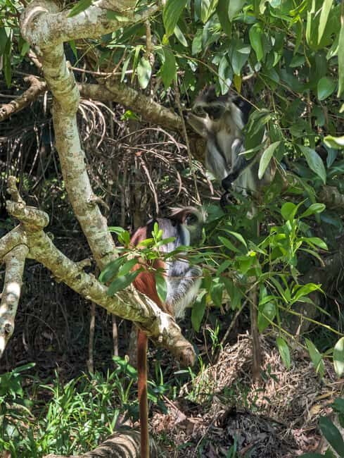 Zanzibar: Jozani Forest & Spice Farm Private Tour with Lunch - Pricing and Value
