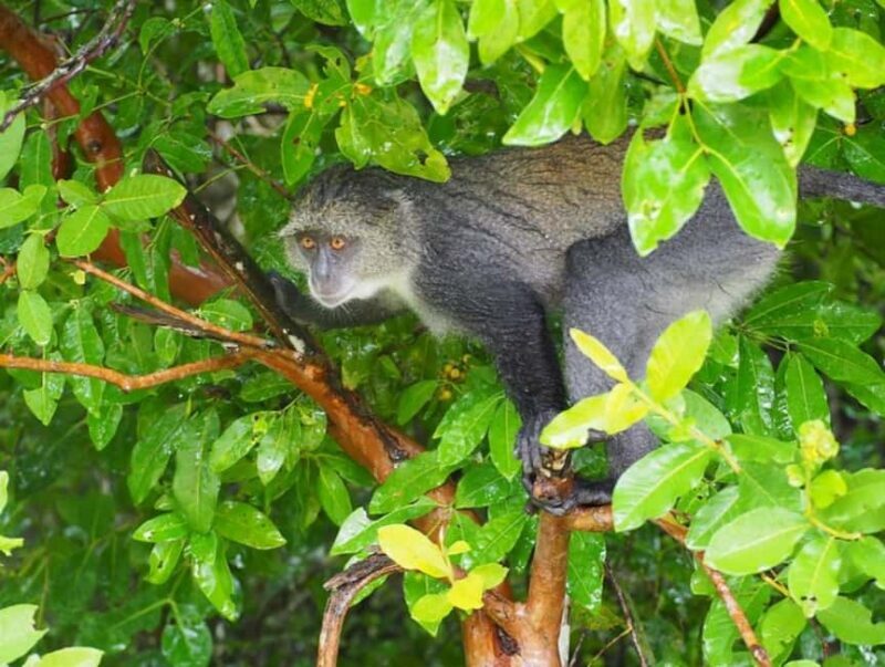 Zanzibar: Jozani forest, Spice farm & Stone town City tour - Key Points