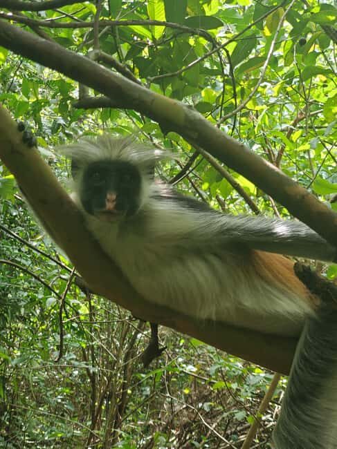Zanzibar: Jozani forest, Spice farm & Stone town City tour - Final Thoughts