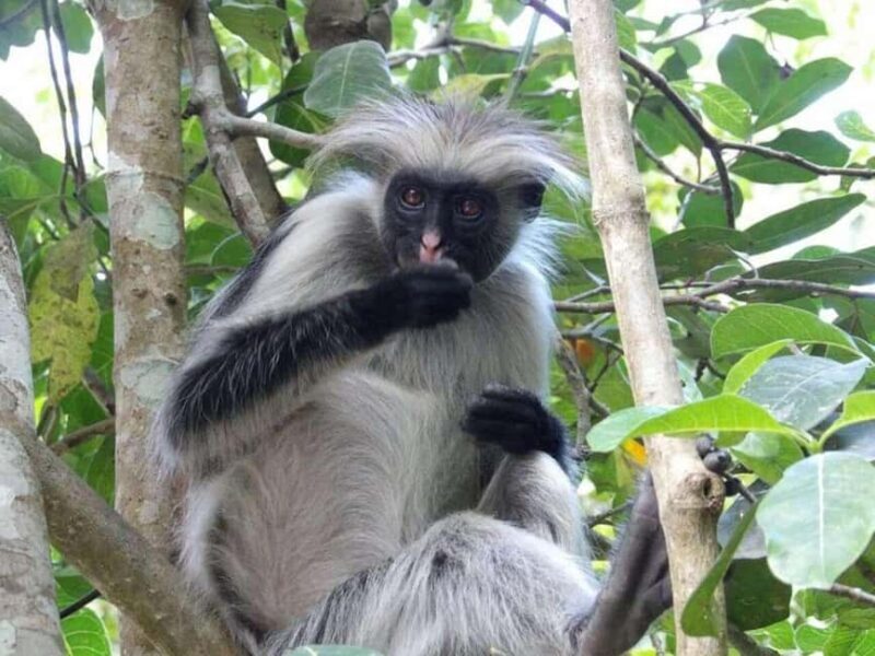 Zanzibar: Jozani Forest, Spice Farm, & Stone Town with Guide - What reviewers say