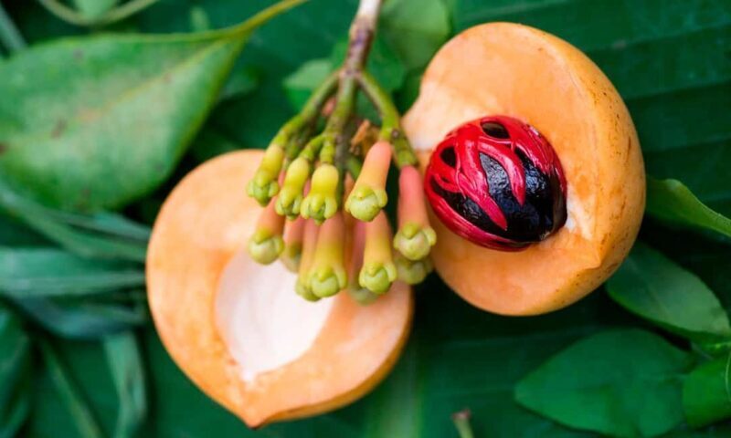 Zanzibar: Jozani Forest, Spice farms, & Prison Island - Exploring Zanzibar’s Natural Wonders: Jozani Forest