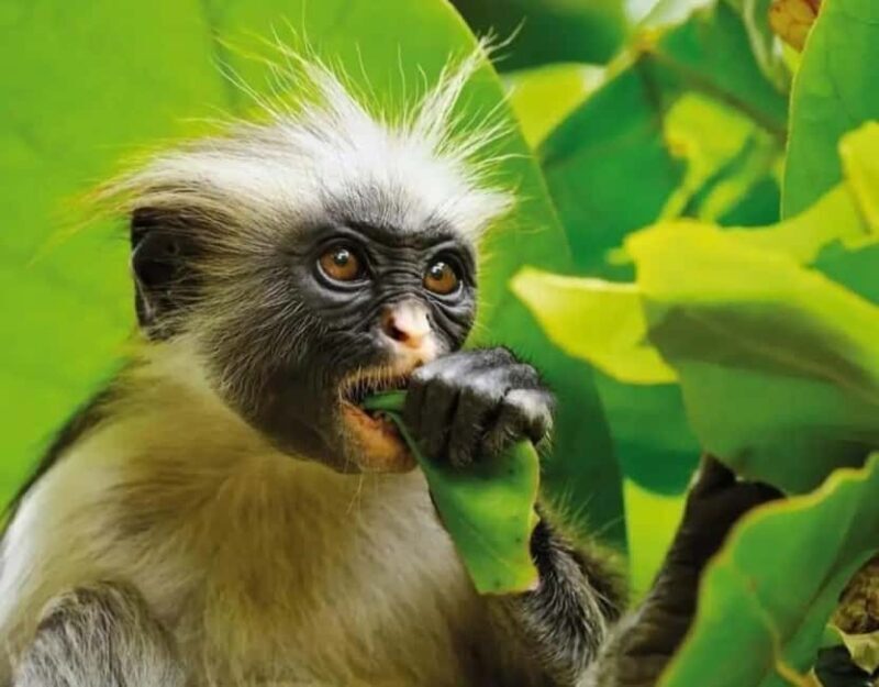 Zanzibar: Jozani Forest, Spice Farms, & Stone Town tours - Key Points