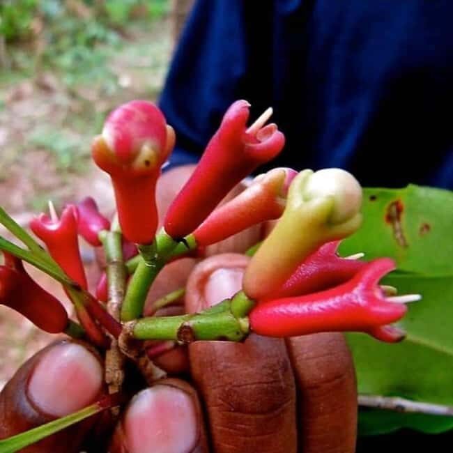 Zanzibar: Jozani Forest, Spice Farms, & Stone Town tours - FAQ