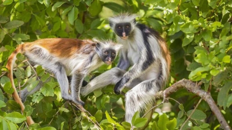 Zanzibar: Jozani Forest, Stone Town, and Nakupenda Tour - The Itinerary: A Closer Look