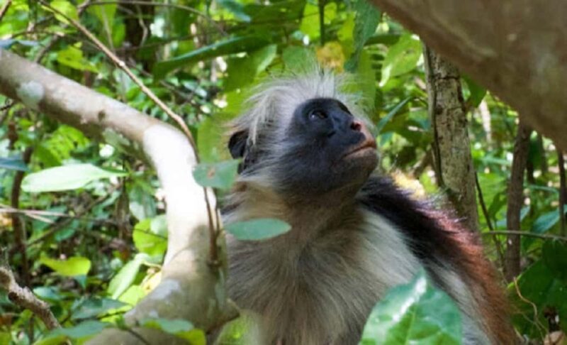 Zanzibar: Jozani Forest, Stone Town and Spice Farm Tour - Key Points