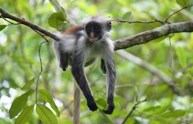 Zanzibar: Jozani Forest, Stone Town and Spice Farm Tour - Final Thoughts