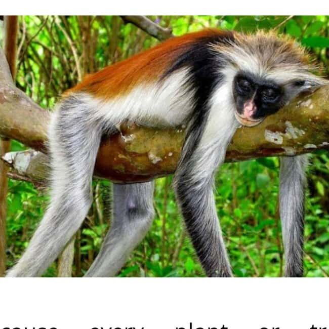 Zanzibar: Jozani forest, stone town tour & Prison island - Who Would Love This Tour?