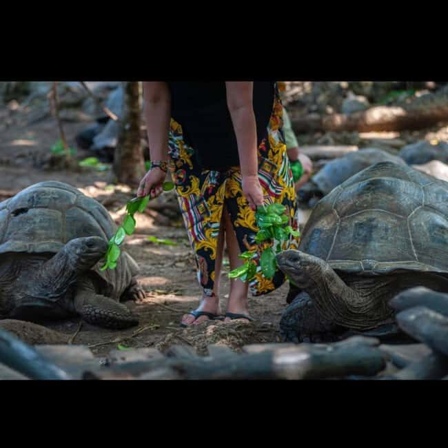 Zanzibar: Jozani forest, stone town tour & Prison island - FAQ