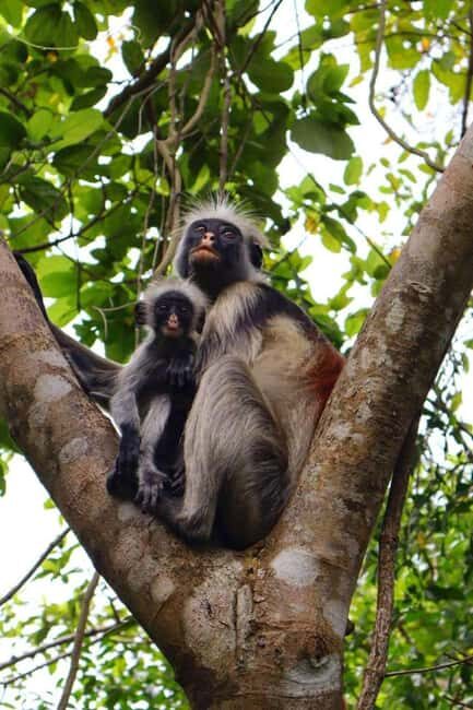 Zanzibar: Jozani Forest, Swahili Cave & Mtende Beach Tour - Exploring Zanzibar’s Natural Treasures