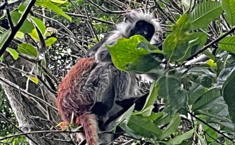 ZANZIBAR: JOZANI FOREST - Who Will Love This Tour?