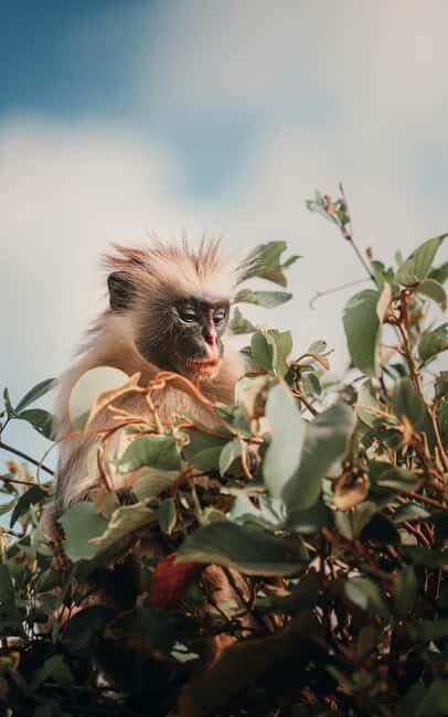 Zanzibar: Jozani Forest "The Red Monkeys," Dolphin Safari - Key Points