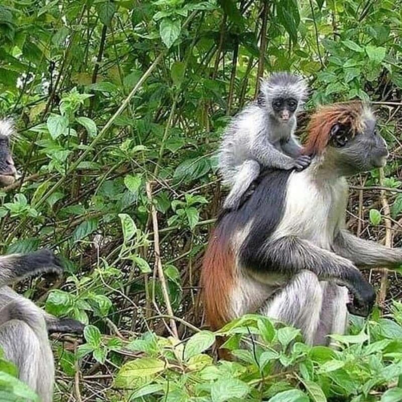 Zanzibar: Jozani Forest Tour - Introduction