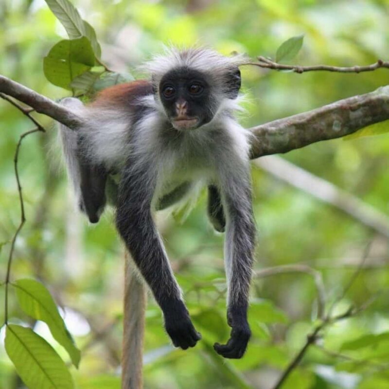 Zanzibar: Jozani Forest Tour - The Sum Up