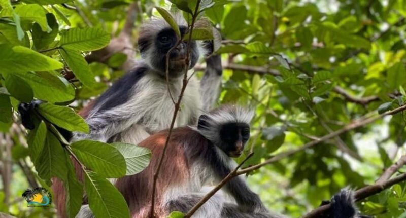Zanzibar: Jozani Forest Tour and The Rock Restaurant - Key Points